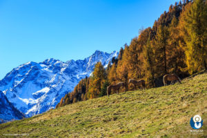 autunno in valsesia